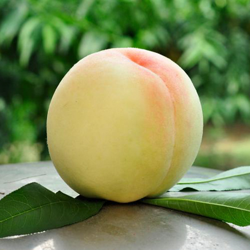 正宗无锡阳山水蜜桃新鲜当季孕妇水果软桃湖景桃8两6个礼盒装特产