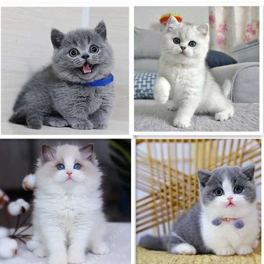 英短蓝猫蓝白幼猫银金渐层美短加菲金吉拉猫咪猫咪