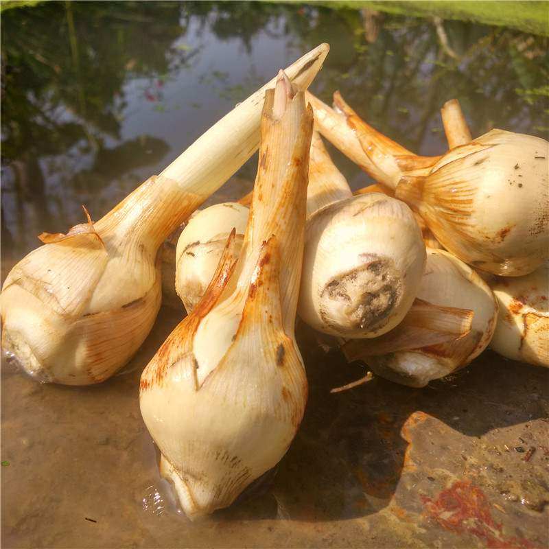 新鲜农家自种白茨菇肉质细腻肥厚多汁粉糯香甜甘甜可口带箱5斤装