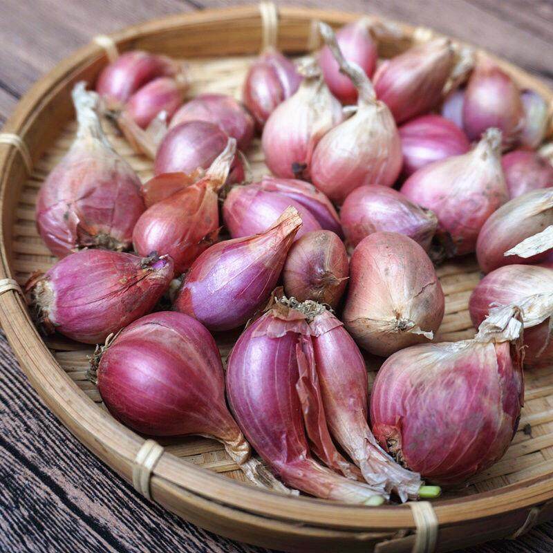 葱头红葱头火葱新鲜小香香葱种子干油葱酥葱种葱类