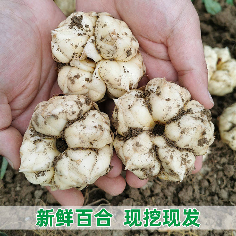 百合2020农家现挖新鲜食用湖南龙山卷丹500g其它