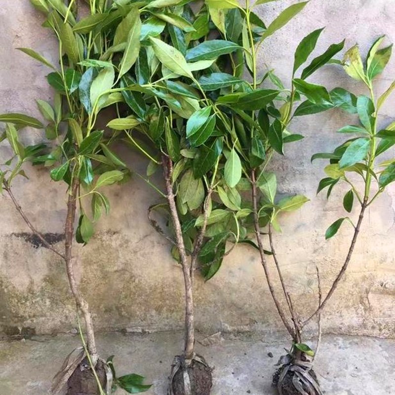 正宗山竹树苗泰国进口新品种红肉无籽盆地南北方果树