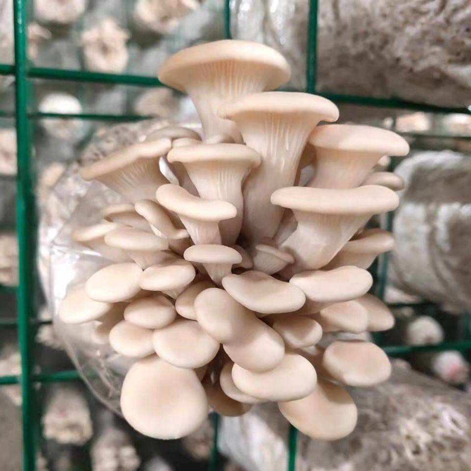 蘑菇菌包平菇种植菌包家庭种植菌棒室内阳台食用人工菌种香菇灵芝