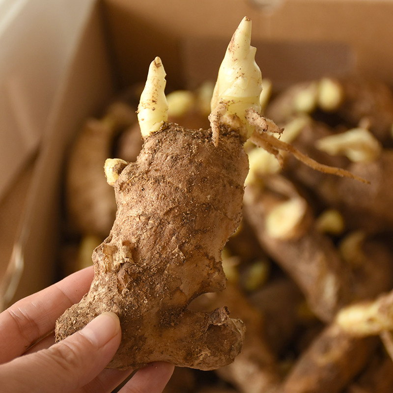 姜种催芽两山东大2斤包邮生姜种子老姜黄姜生姜