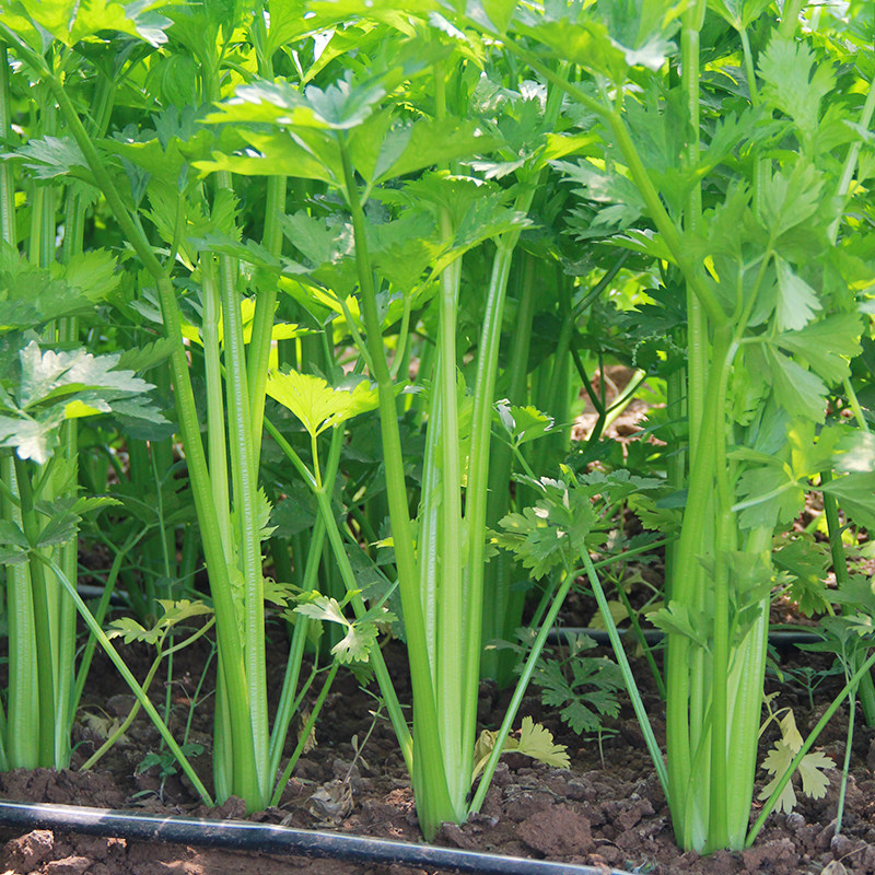 净鲜园农家自种爽口芹菜叶菜类菜类青菜蔬菜新鲜其它