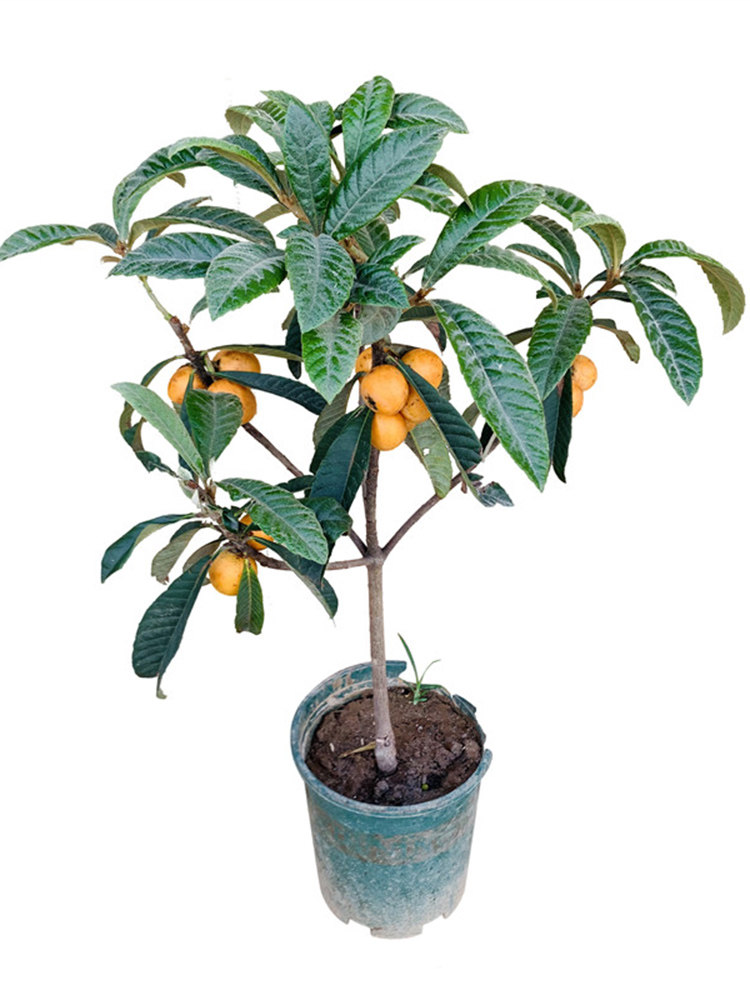 枇杷无籽树苗五星南北方种植盆栽地栽果树白沙果树