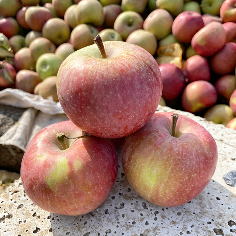国光苹果东北小国酸甜新鲜水果正宗老式绿色苹果