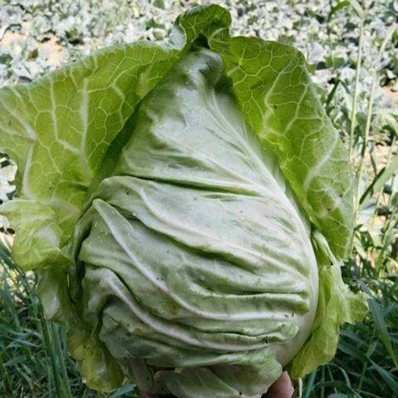 甘蓝牛心种籽卷心心包菜菜菜籽直立立大牛角家庭园艺种子