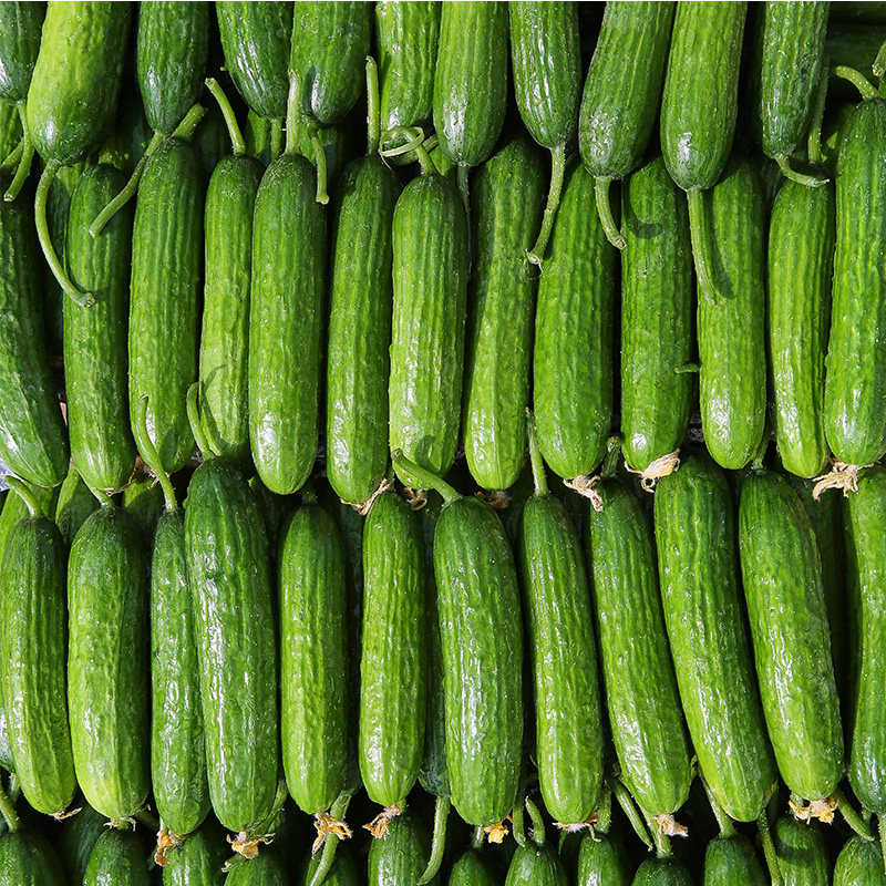 新鲜水果小黄瓜5斤整箱当季荷兰小青瓜时令蔬菜黄瓜