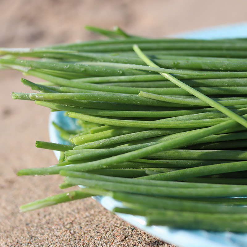 沙葱新鲜顺丰快递甘肃民勤特产现摘5斤蔬菜葱类