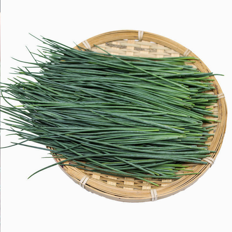 沙葱新鲜顺丰快递甘肃民勤特产现摘5斤蔬菜葱类