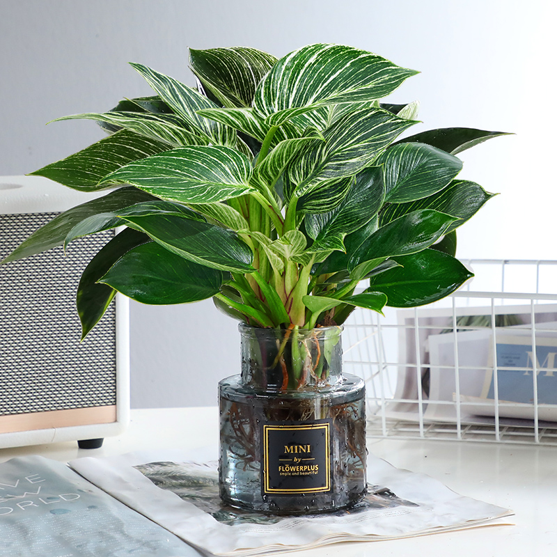 蔓绿绒水培铂金钻锦化公主室内盆栽北欧绿植绿植