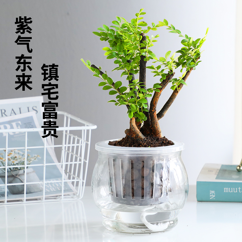 小叶紫檀盆景植物老桩盆栽办公室桌面室内花卉绿植