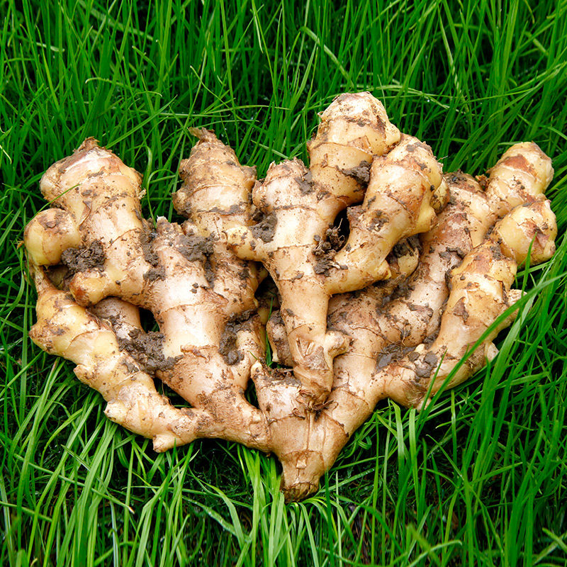 山东老姜大姜带泥生姜5斤新鲜月子姜母鲜整箱生姜