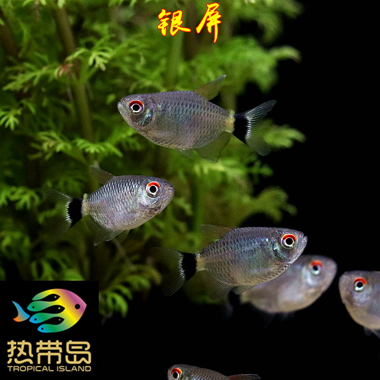 水草草鱼灯鱼热带鱼淡水鱼红目皮球银屏群游观赏鱼鱼