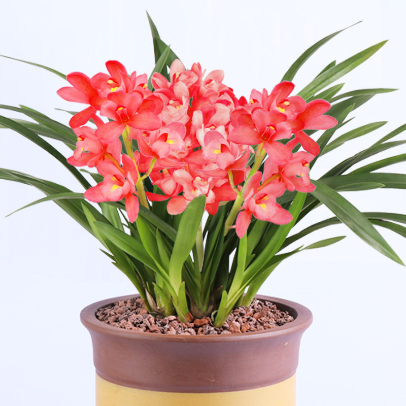 兰花红贵贵妃浓香香兰花苗绿植植物盆栽室内时令草本花卉