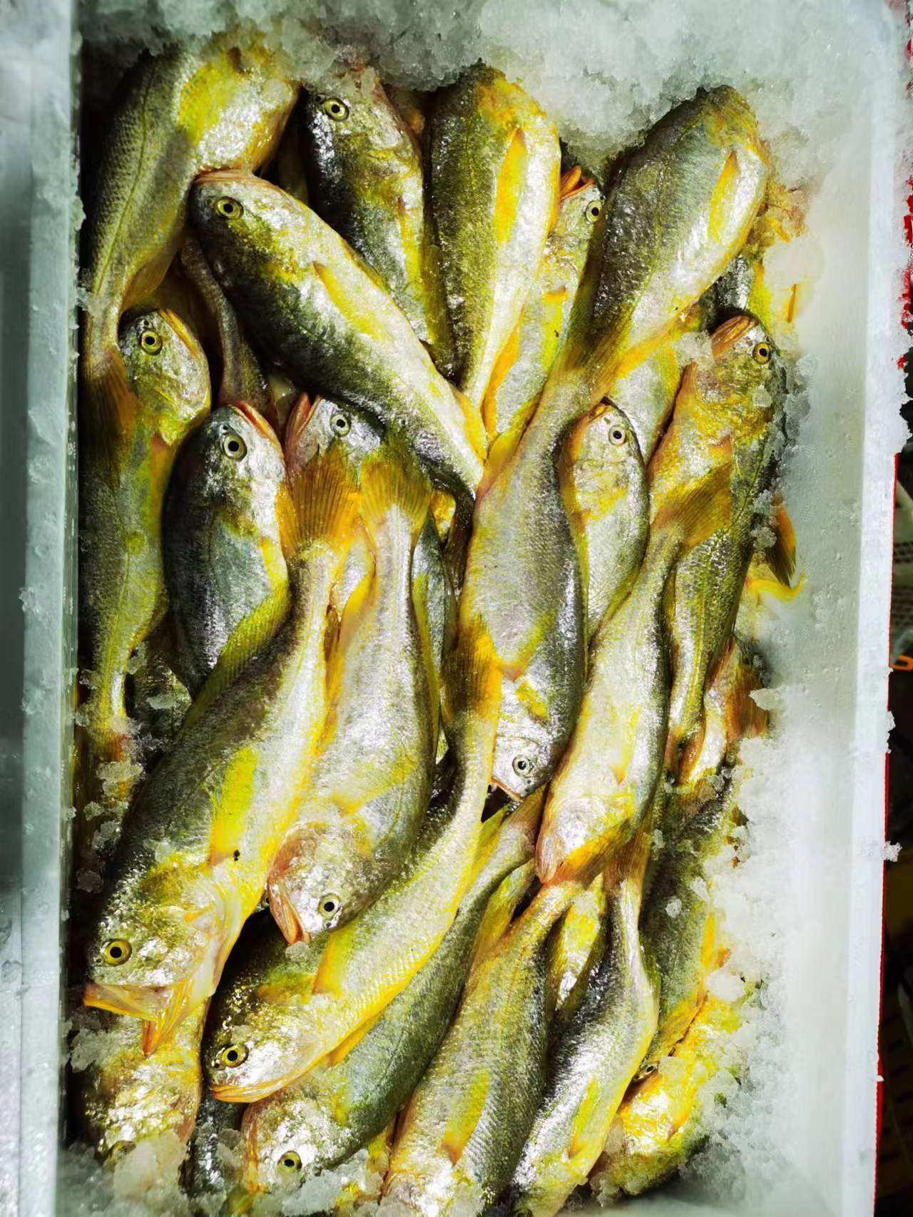 梅鱼舟山海鲜野生梅童7-8条新鲜大头黄鱼