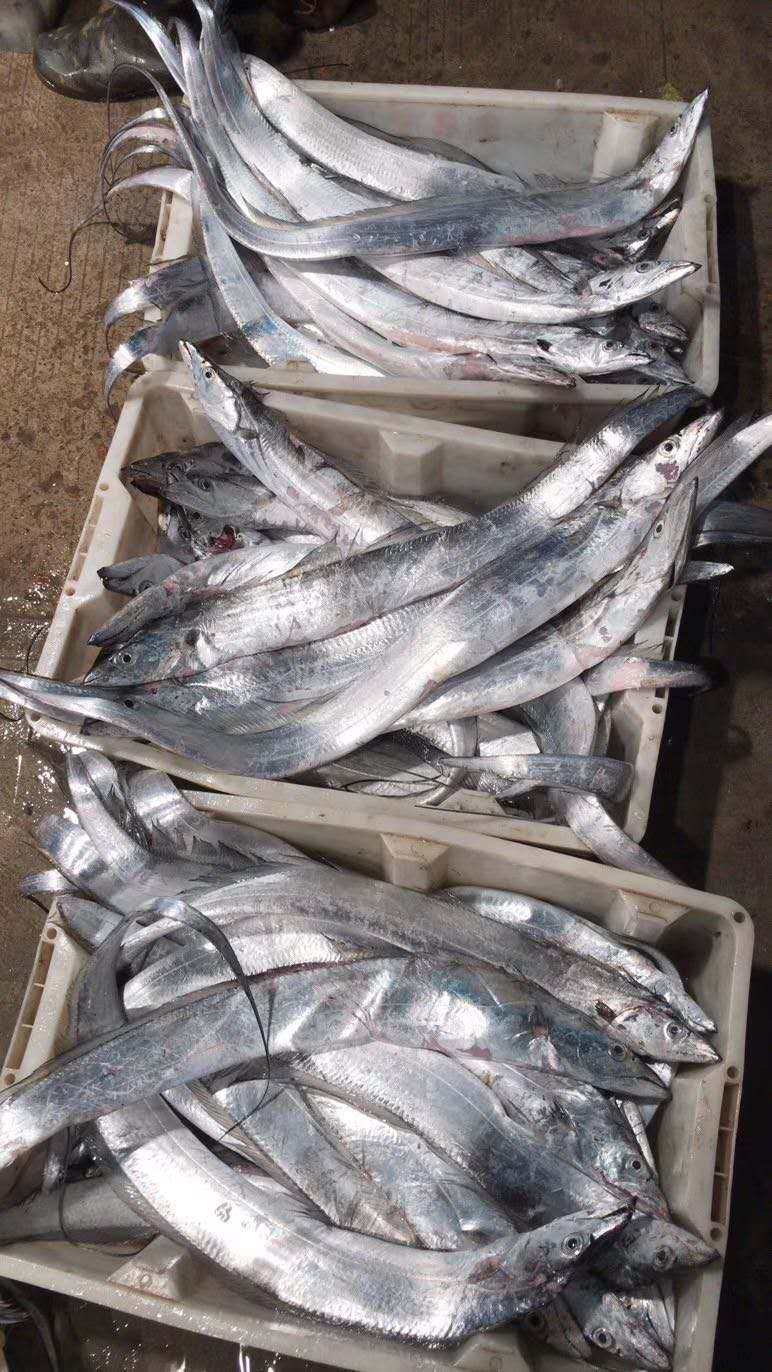 带鱼缔海东海舟山钓带油带新鲜整条海鲜水产带鱼