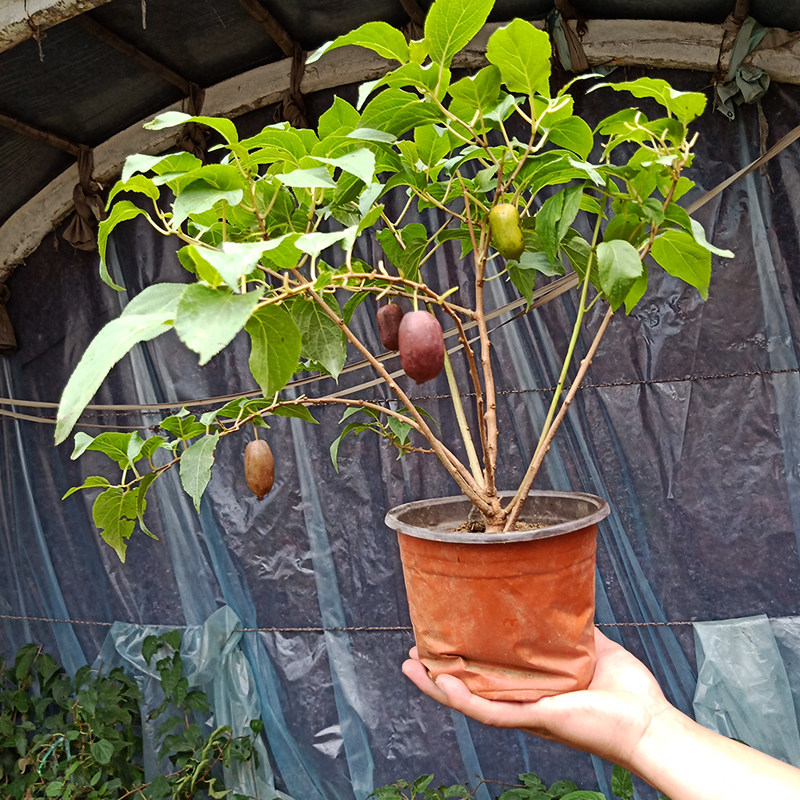 软枣猕猴桃苗树果苗自花授粉北方南方种植当年结果特大带果地盆栽