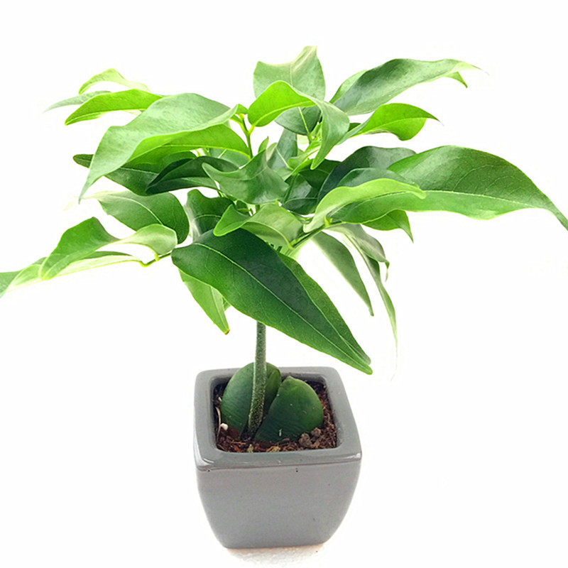 开心果小盆栽又名必思答绿仁果桌面绿植元宝树绿元宝招财进宝包邮