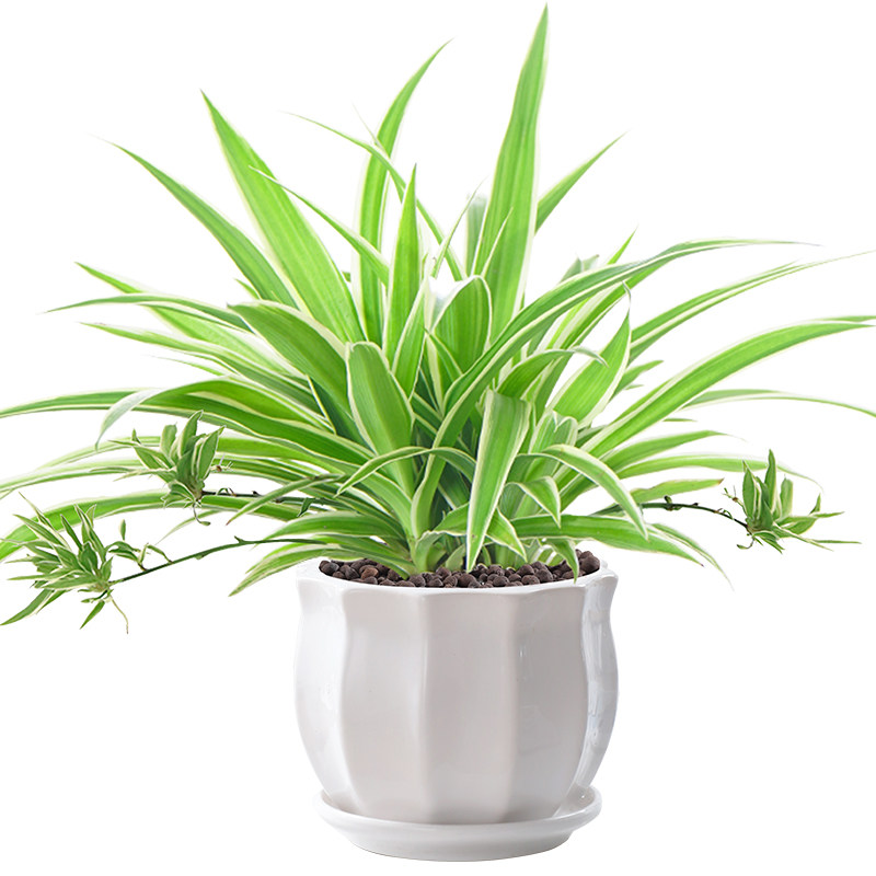 金边吊兰垂吊植物室内好养花卉盆栽去除甲醛绿植