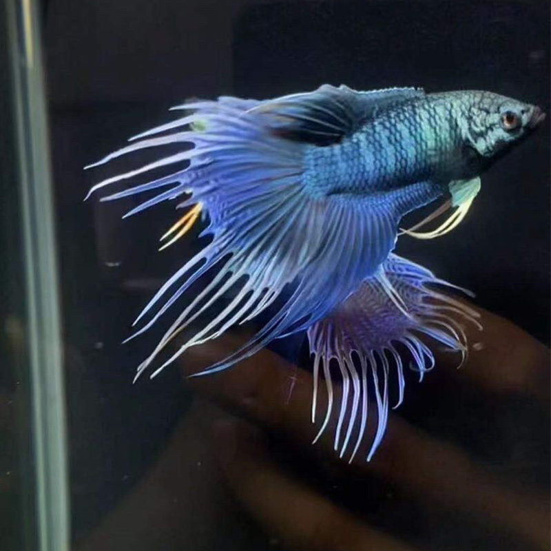 中国斗鱼巨尾爆针暴君蓝蓝蛇纹免打氧耐养耐鱼