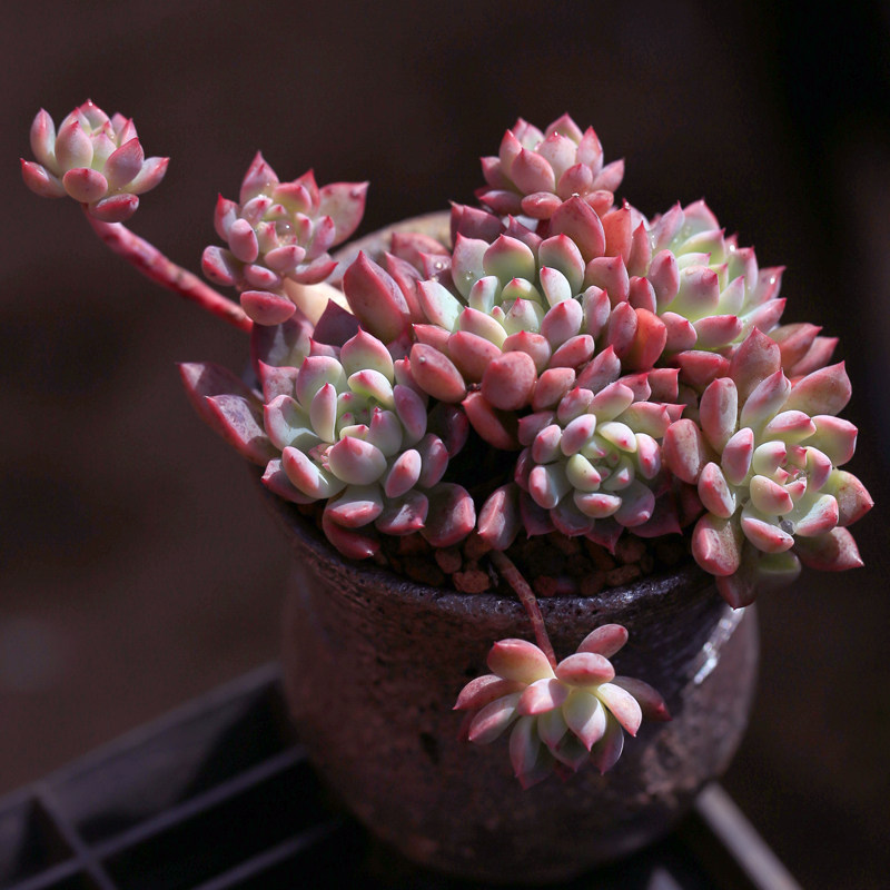 霜花多肉植物大株群生多头老桩云南新品种肉肉绿植