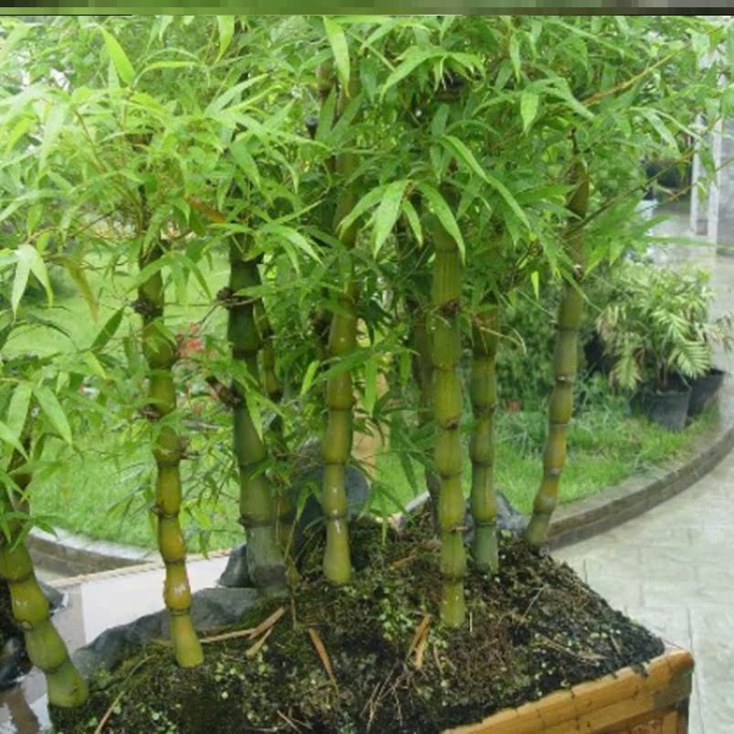 迷你翠竹菖蒲桌面竹子室内绿植盆栽景竹袖珍观绿植
