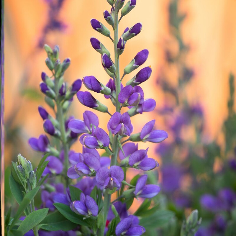 澳洲蓝豆多年生庭院花卉盆栽花苗蓝色色系组盆花卉