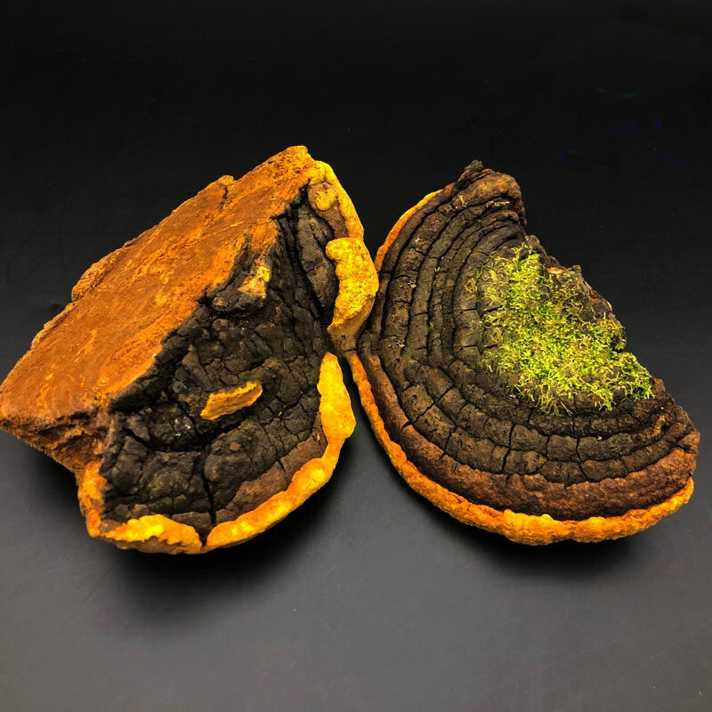 桑黄野生西藏金边桑树灵芝整枝黄金泡水100克传统滋补品其他