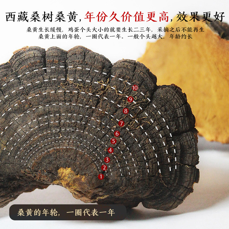 桑黄野生特级500g菌种西藏灵芝桑树金边灵芝制品