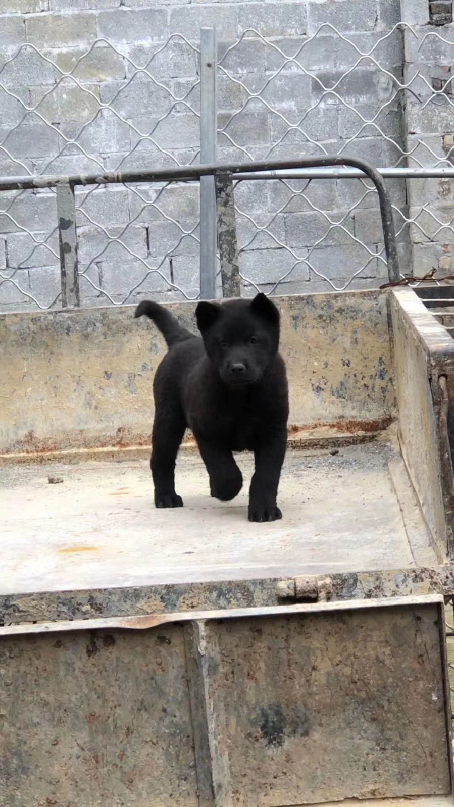 纯种中华田园犬大小黑狗黄狗白面活体土狗幼犬贵州广西土猎犬出售 - u