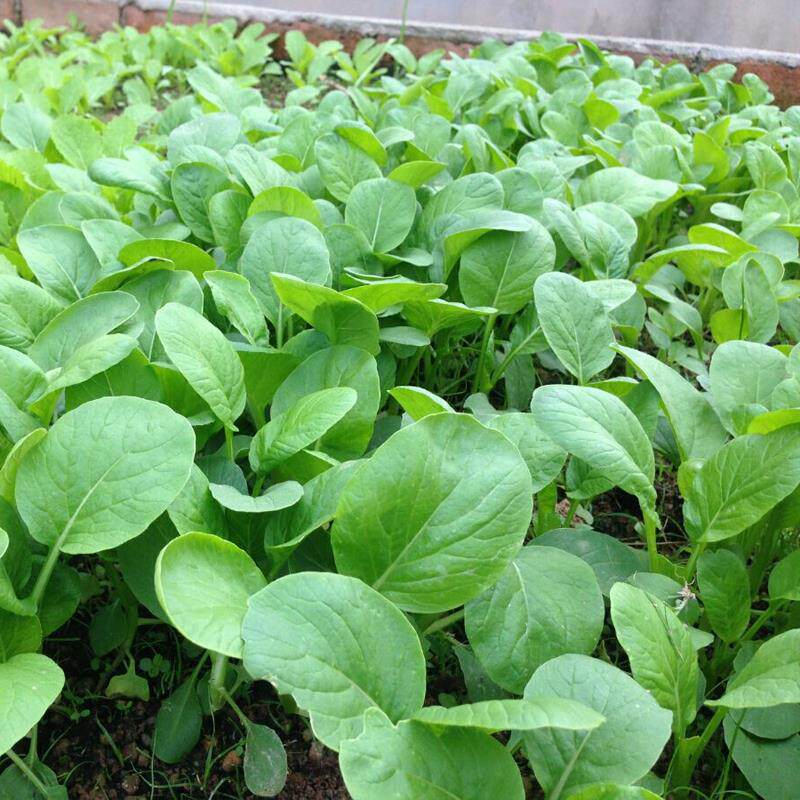 鸡毛蔬菜四季青四季大全籽种孑菜菜种盆栽阳台家庭园艺种子