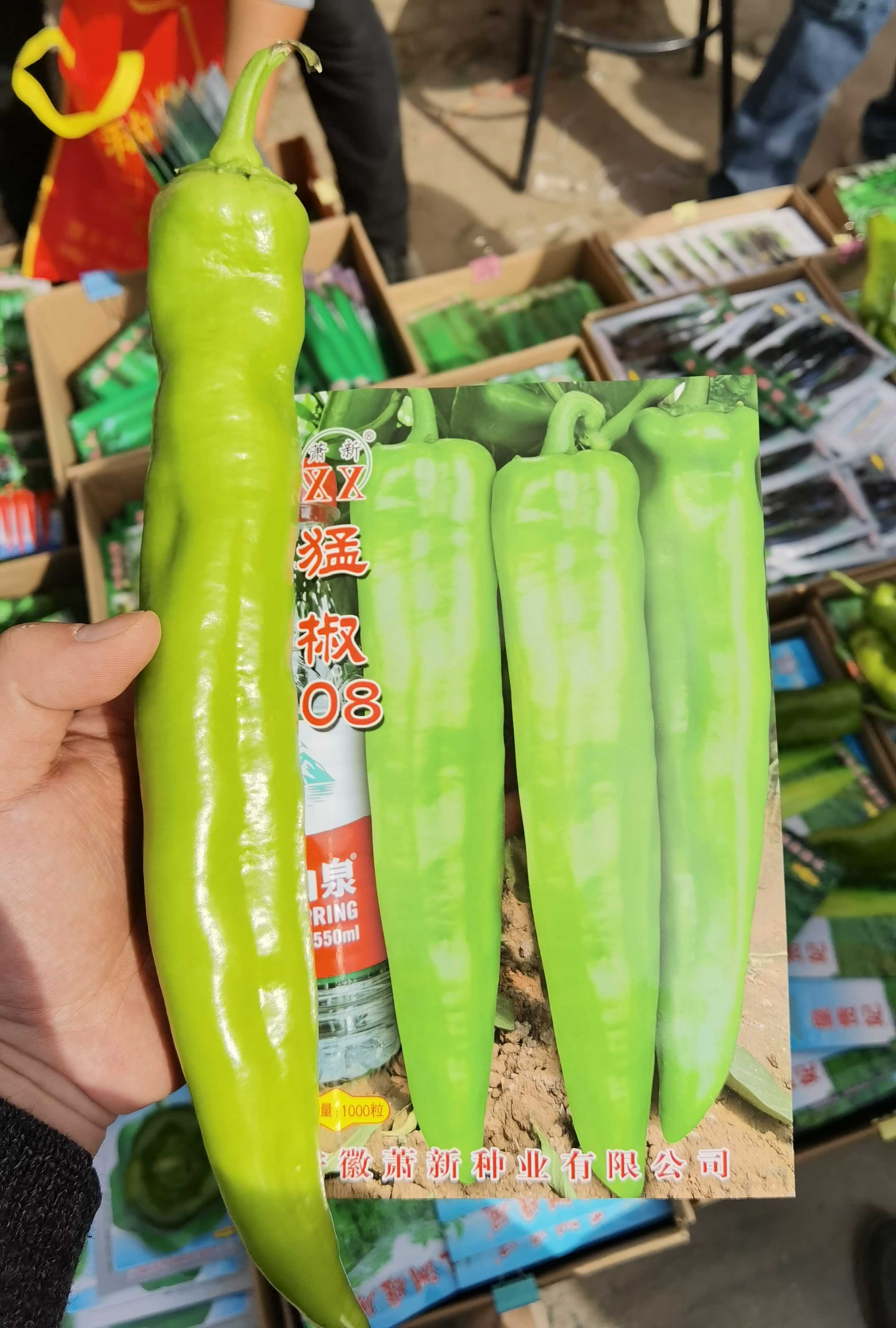 辣椒种子萧新猛椒特大巨大牛角羊角尖椒高产蔬菜种子