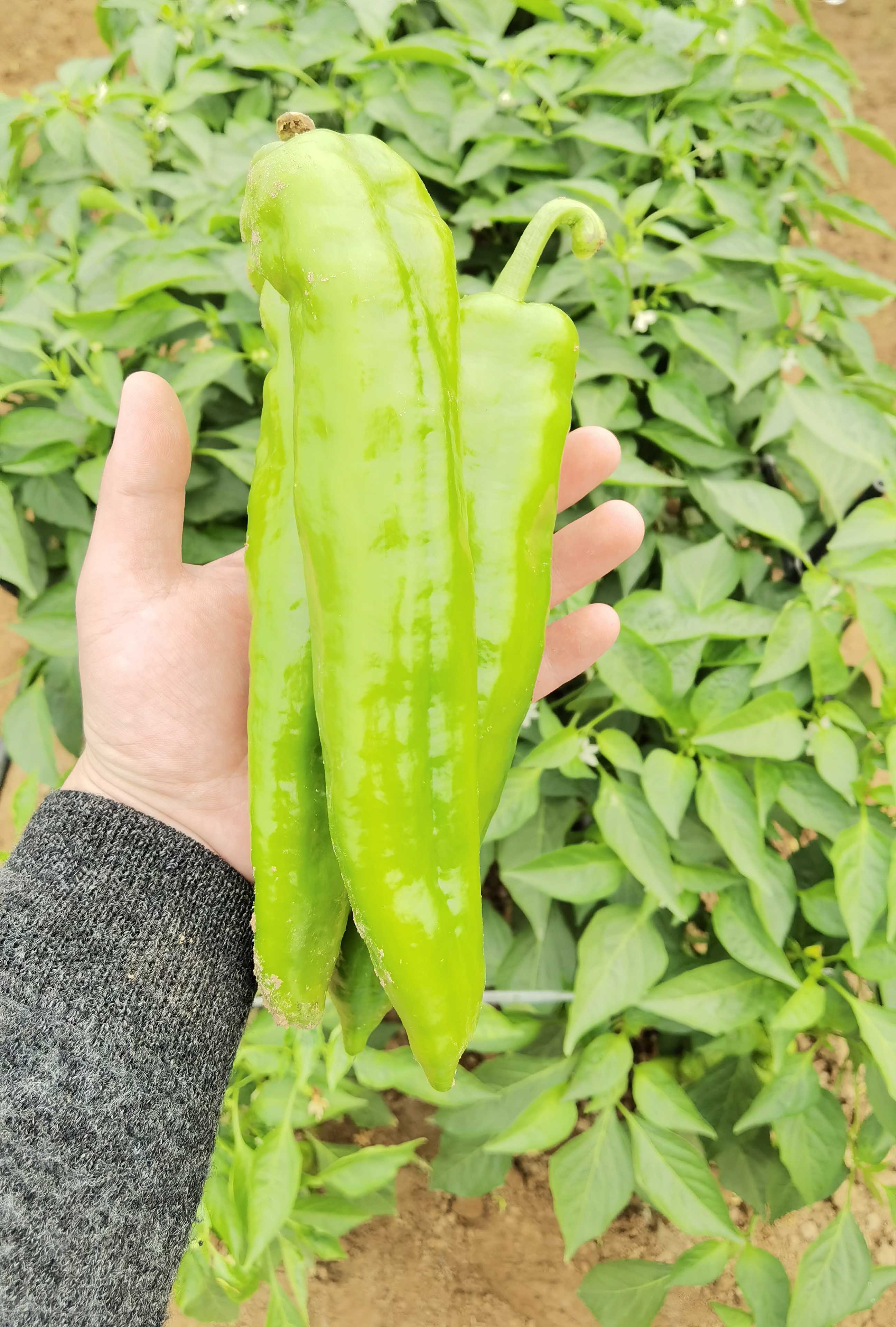 辣椒种子萧新猛椒特大巨大牛角羊角尖椒高产蔬菜种子