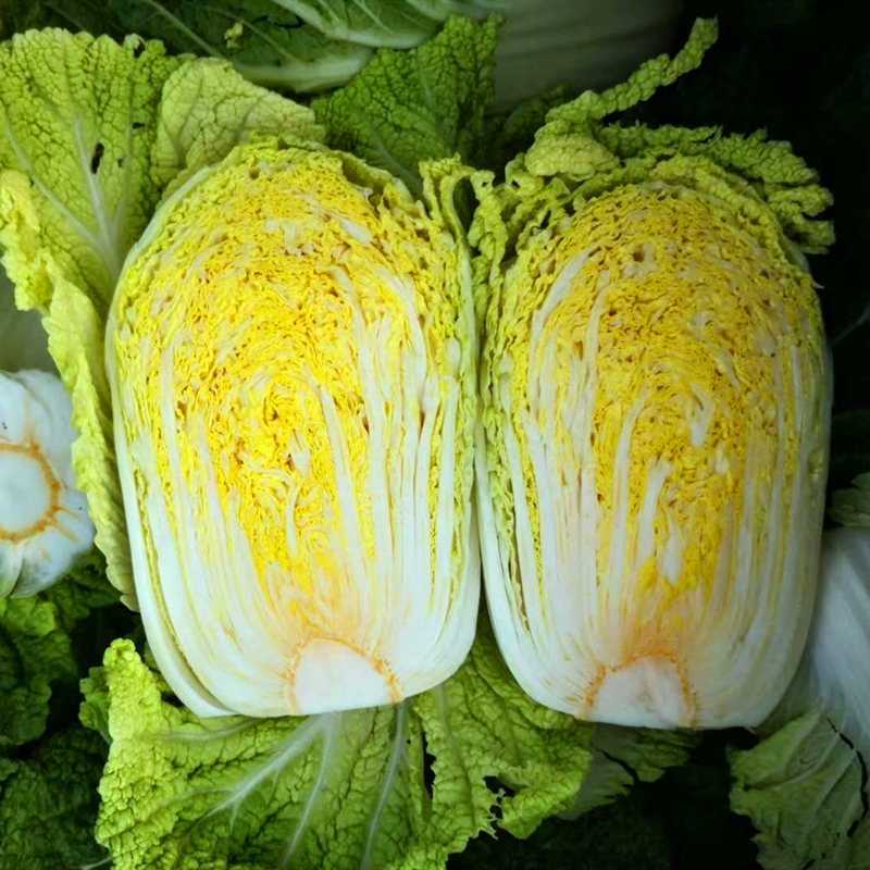 中蔬黄心白菜种子黄芯秋播娃娃大白菜种籽冬储蔬菜种子
