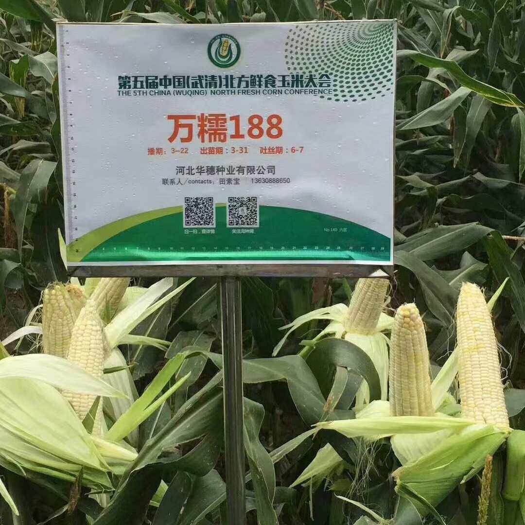玉米种子万糯甜糯华穗万2000万糯甜加蔬菜种子