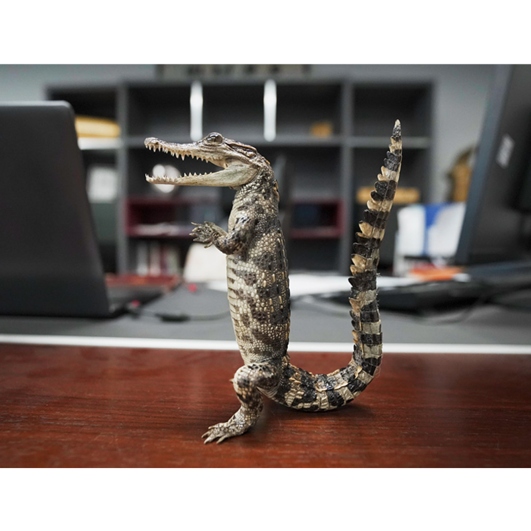 鳄鱼农场标本摆件家装办公创意饰品工艺品简约其他工艺饰品