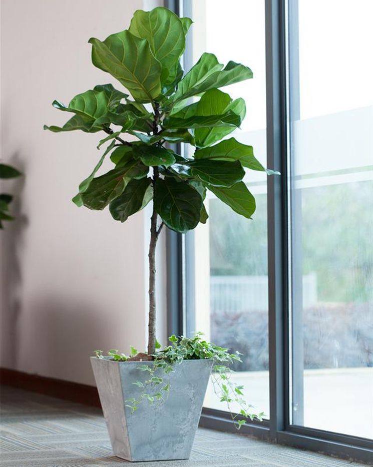 琴叶盆栽室内客厅大盆盆景植物绿植花卉四季绿植