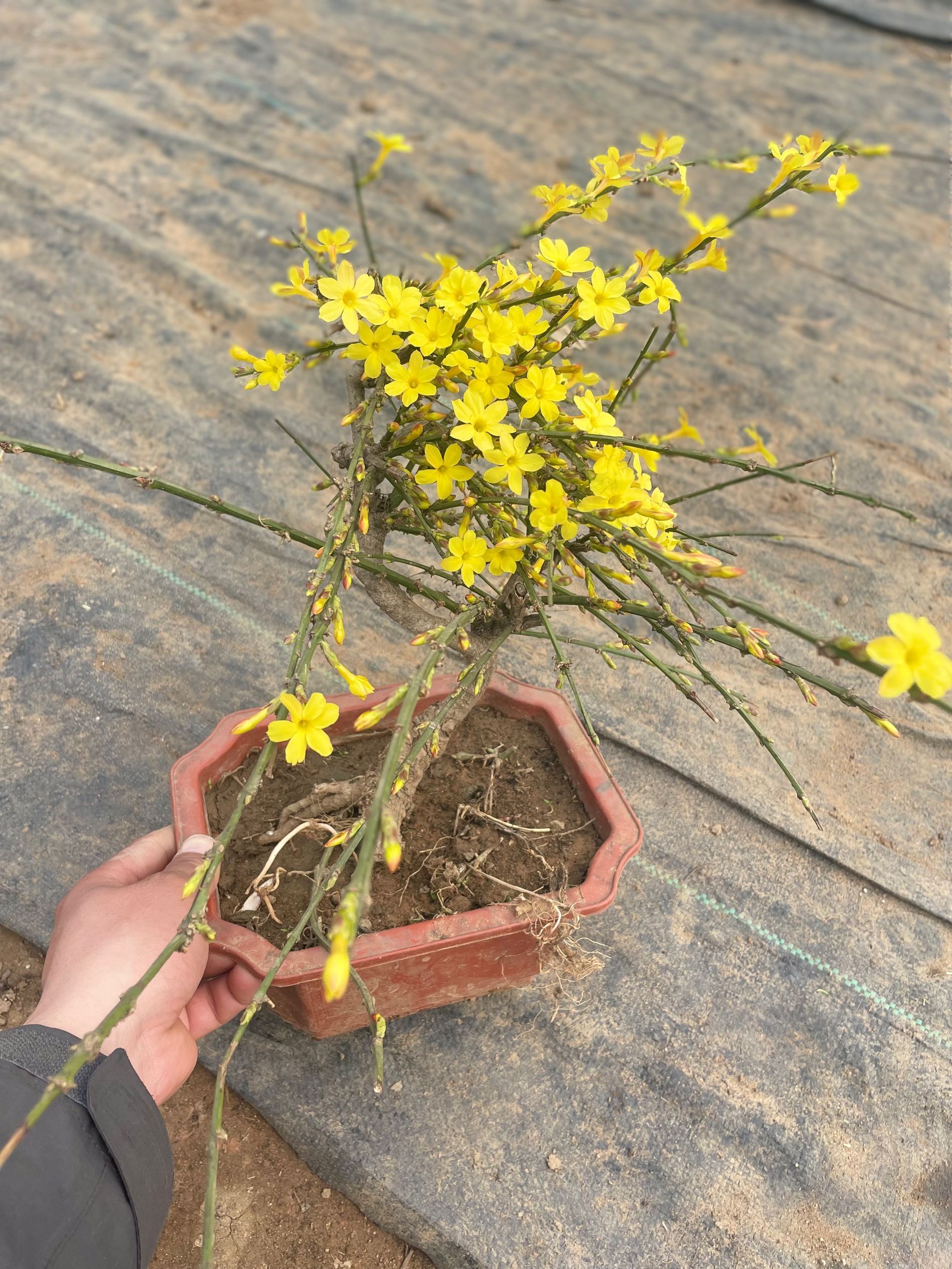盆景迎春花造型树苗庭院阳台盆栽花卉垂吊报长春花植物提根老桩杆