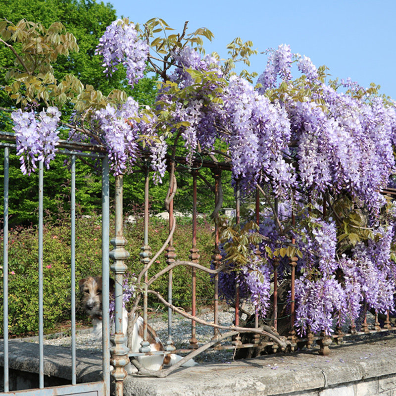 紫藤花树苗爬藤植物庭院围墙四季开花盆栽花苗绿植花卉攀援花卉