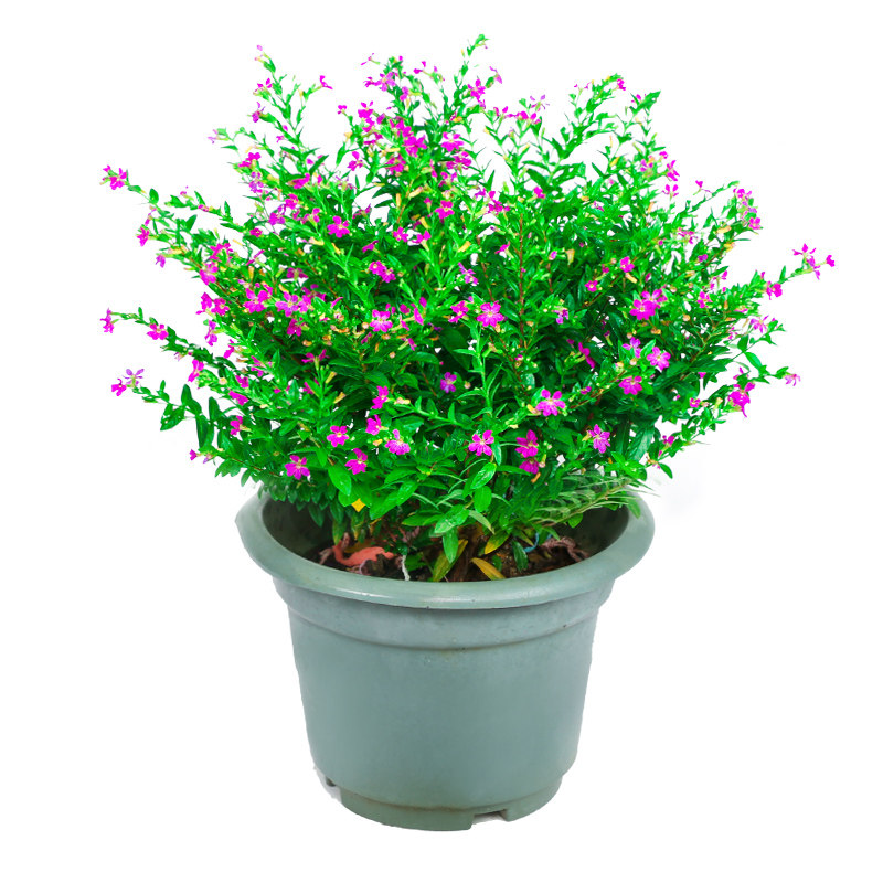 带花满天星盆栽室内阳台开花四季花卉植物土培耐寒绿植不怕晒好养-mc