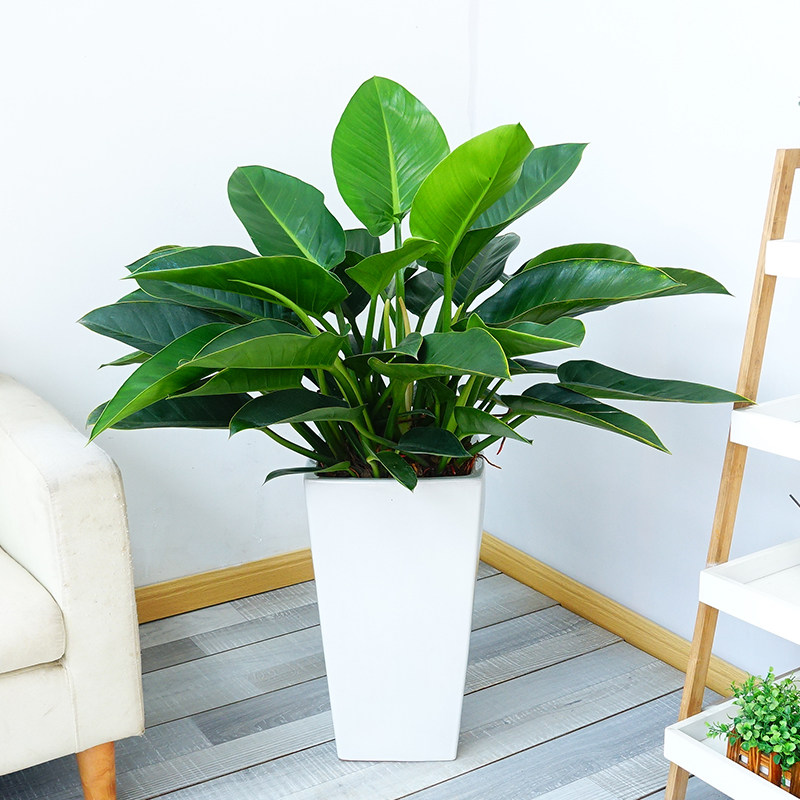 大叶金钻红钻植物盆栽花室内蔓绿绒四季常青除甲醛大型客厅绿植