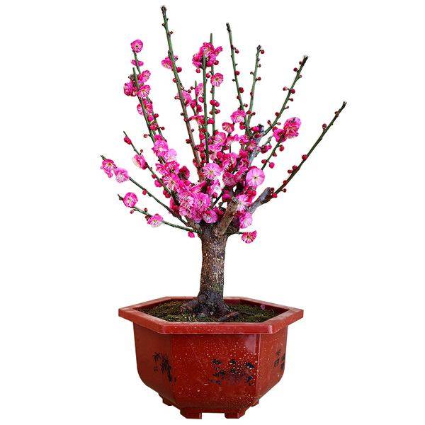树苗梅花老桩室内客厅盆栽观赏花卉绿植红梅时令草本花卉