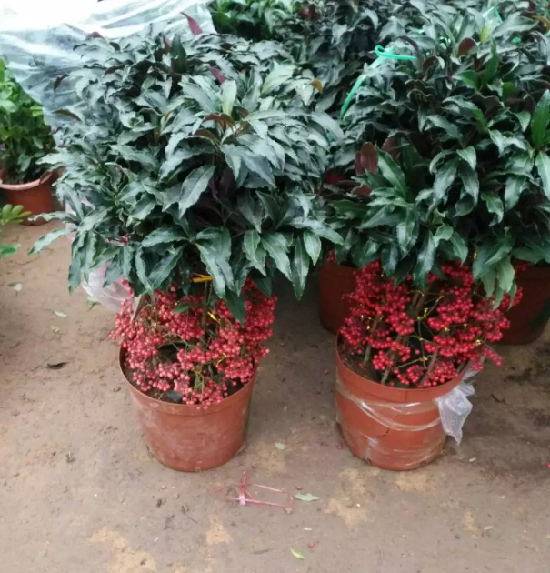 富贵金玉满堂观赏花卉黄金万两室内盆栽贵子发货绿植