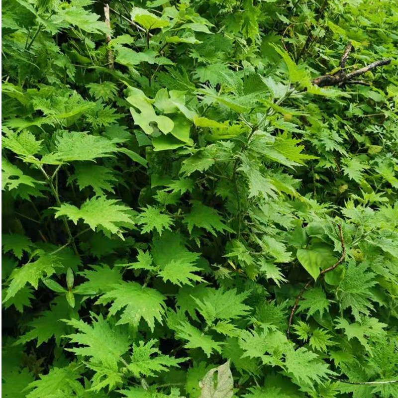 野生新鲜荨麻草500克蜇人草咬人草蝎子草白活麻藿麻叶白荨麻火麻