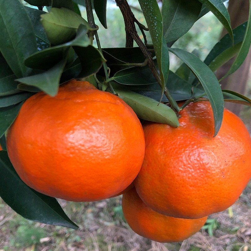 【果乐鲜】万州古红桔 正宗四川红橘大红袍 重庆小柑新鲜水果柑子