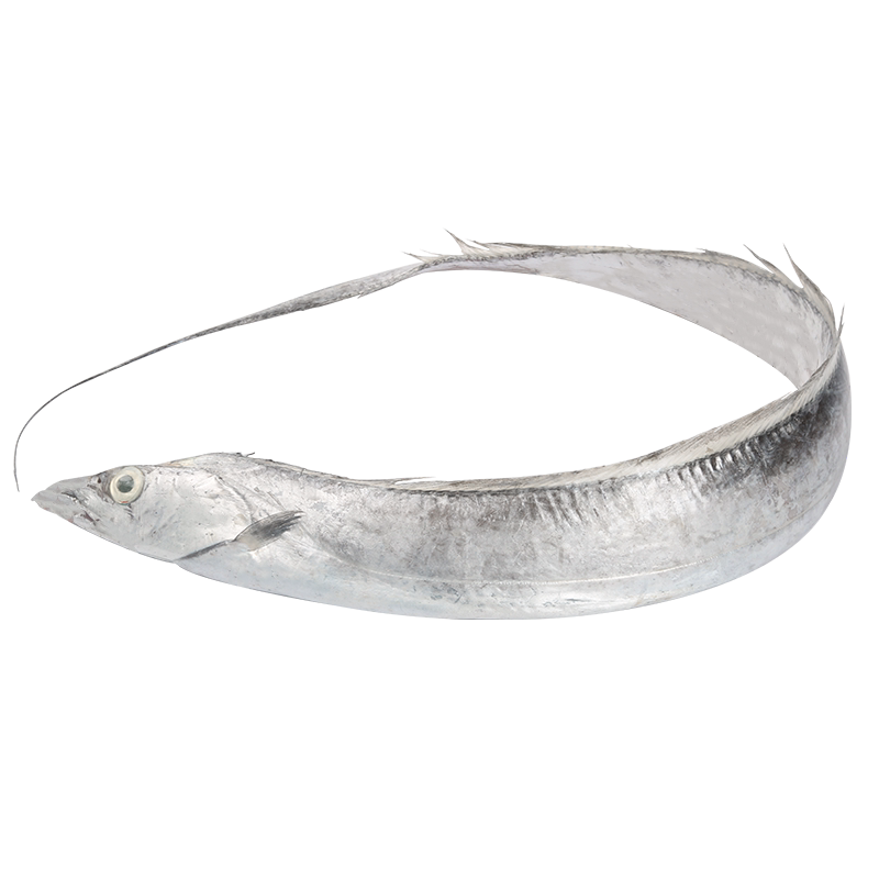 带鱼冰鲜整条东海刀鱼海鲜水产无冰舟山5斤带鱼