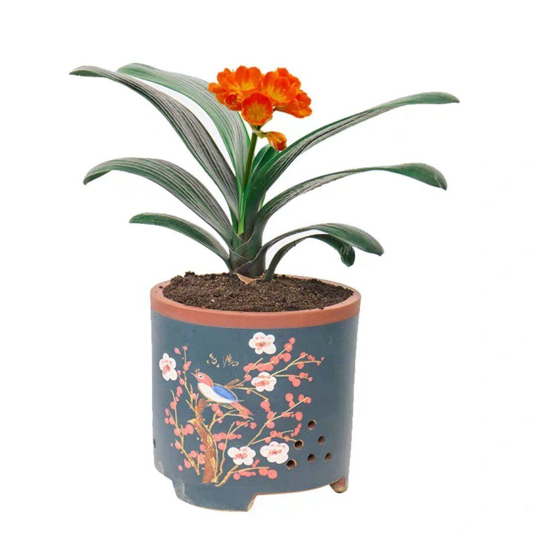 沙漠玫瑰花苗当年开花重瓣耐旱室内观花盆栽花卉桌面多肉四季植物