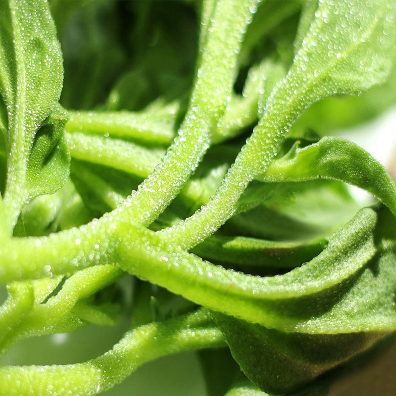 新鲜冰草5斤非洲菜花冰叶火锅即食生吃沙拉其它